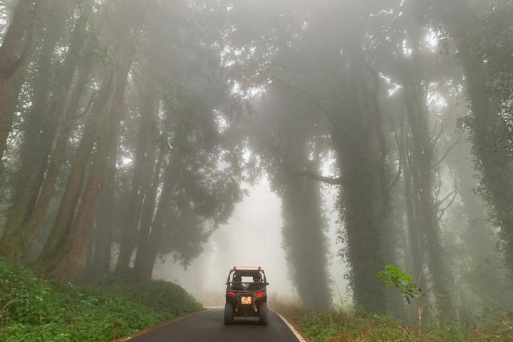 a buggy driving through a road in the middle of trees