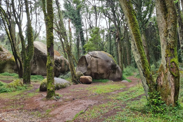 Moss-covered trees and large boulders in a forest clearing.