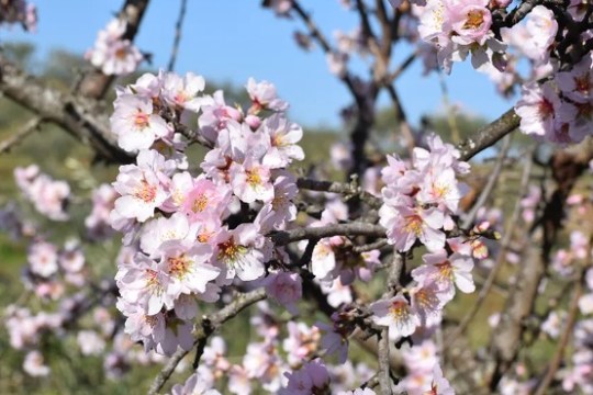 Close-up of pink cherry blossoms on tree branches against a blue sky.