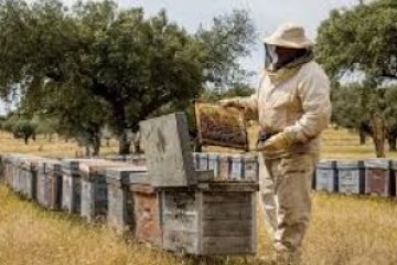 Beekeeper in protective gear inspecting a hive in a field with trees.