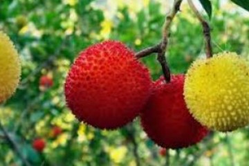 Close-up of red and yellow spiky fruits on branches with green leaves in the background.