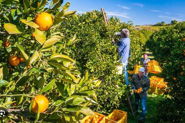 Farm workers harvesting oranges from trees in an orchard with yellow crates.