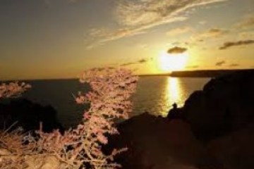 Sunset over ocean with pink flowers in foreground and clouds in sky.