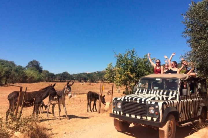 People waving from a zebra-striped jeep near donkeys in a sunny field.