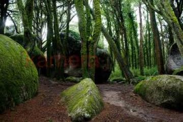 Moss-covered boulders and trees in a dense forest setting.