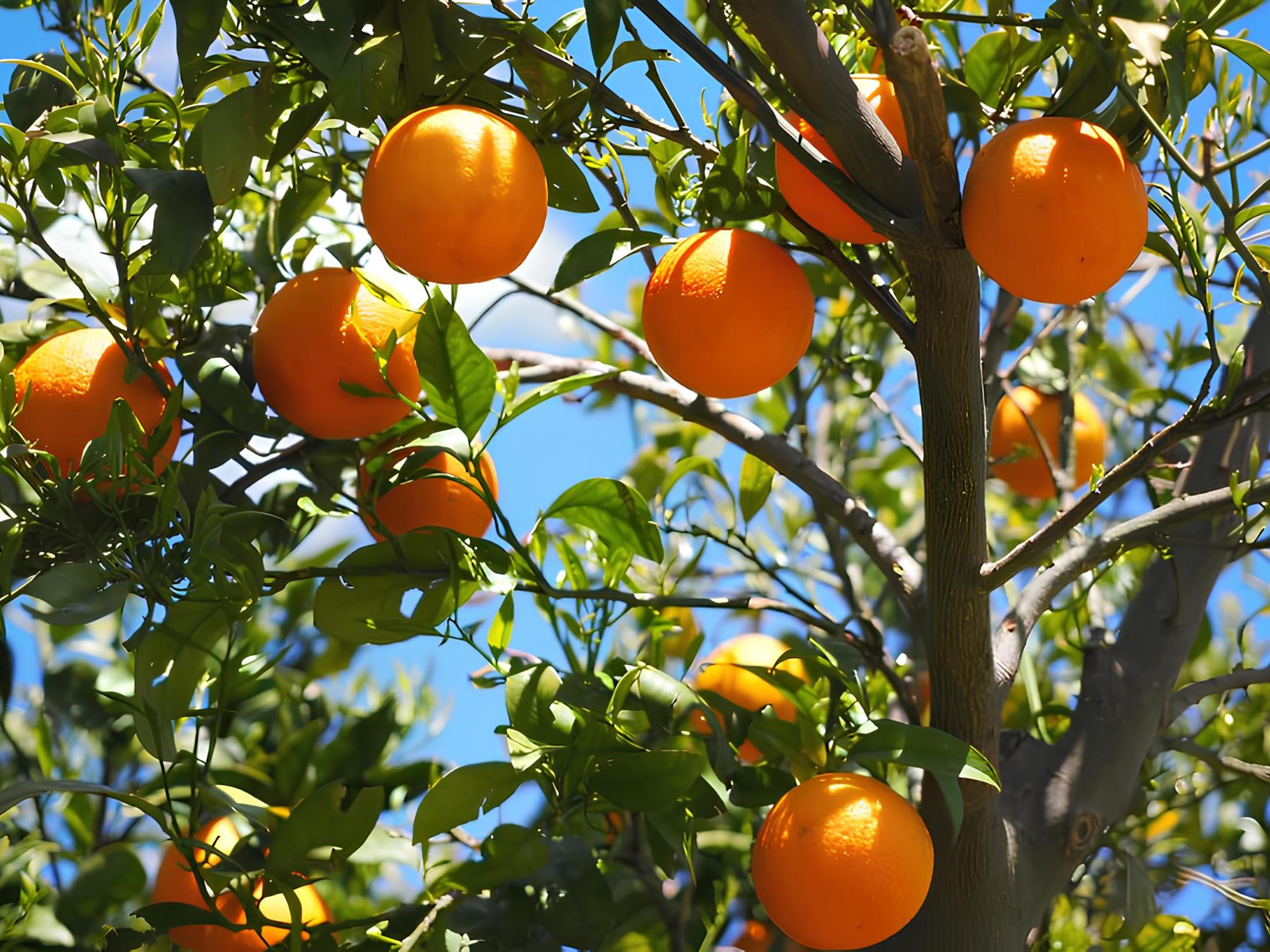 Orange tree with ripe oranges and green leaves.