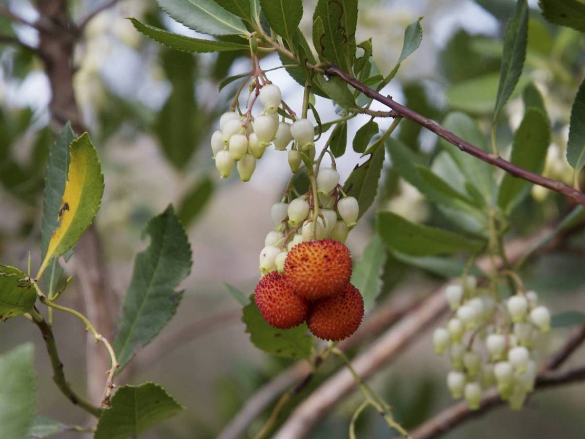 Close-up of arbutus tree with orange berries and white flowers.