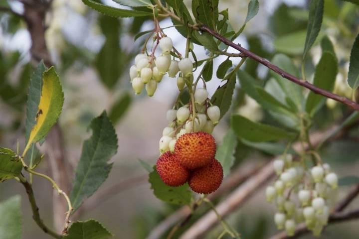 Close-up of arbutus tree with orange berries and white flowers.