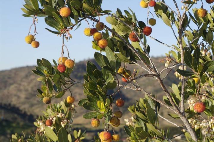 Tree branches with green leaves and round, multicolored fruits against a hilly landscape under a blue sky.