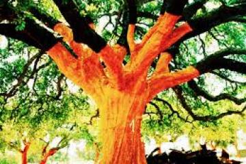 Tree with bright orange trunk and lush green leaves.