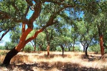Cork trees in a grassy field under a clear blue sky.