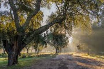 Dirt path through a forest with sunlight streaming through the trees.