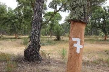 Cork trees in a forest with a white '7' painted on one trunk.
