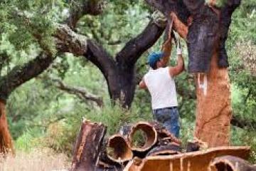 Person harvesting cork from a tree in a forested area.