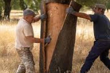 Two men harvesting cork from a tree in a grassy field.
