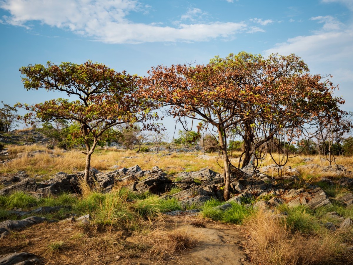 Two trees in a rocky, grassy landscape under a blue sky.