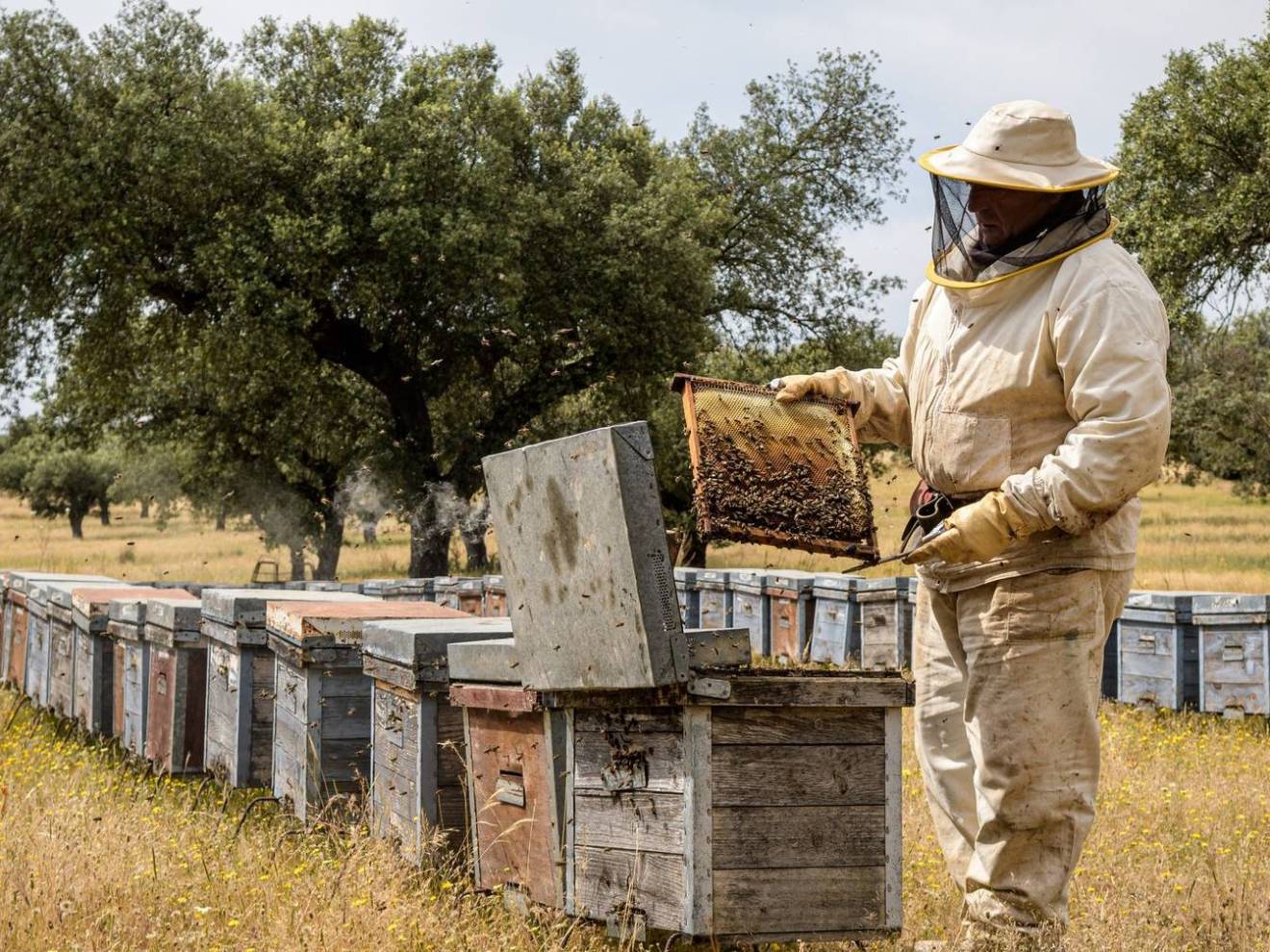 Bee farmer inspecting hive frames in a rural area.
